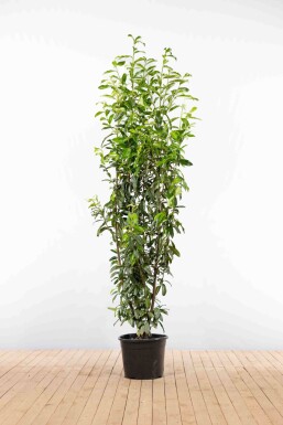 Prunus laurocerasus 'Genolia' 200-225 cm - Pot