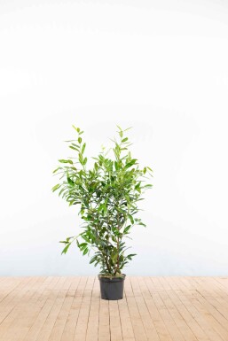 Prunus laurocerasus 'Herbergii' 100-125 cm - Pot