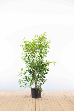Prunus laurocerasus 'Herbergii' 125-150 cm - Pot