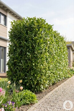 Prunus laurocerasus 'Herbergii' 150-175 cm - Pot