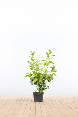 Prunus laurocerasus 'Novita' 80-100 cm - Pot