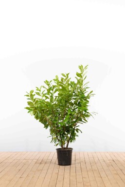 Prunus laurocerasus 'Novita' 125-150 cm - Pot