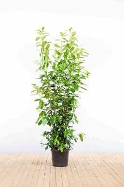 Prunus laurocerasus 'Novita' 175-200 cm - Pot