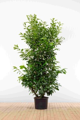 Prunus laurocerasus 'Novita' 200-225 cm - Pot