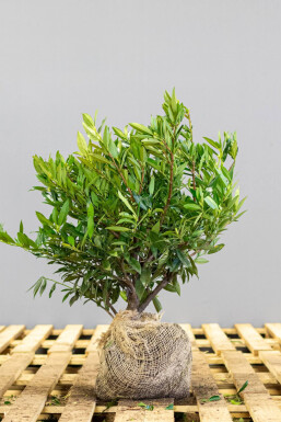 Prunus laurocerasus 'Otto Luyken' 40-50 cm - Pot
