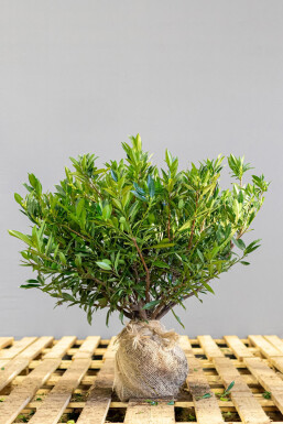 Prunus laurocerasus 'Otto Luyken' 50-60 cm - Pot