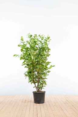 Prunus laurocerasus 'Rotundifolia' 125-150 cm - Pot