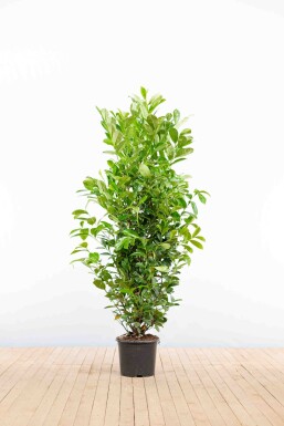 Prunus laurocerasus 'Rotundifolia' 150-175 cm - Pot