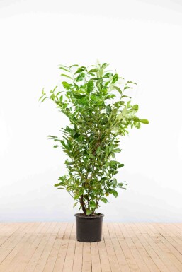 Prunus laurocerasus 'Rotundifolia' 175-200 cm - Pot