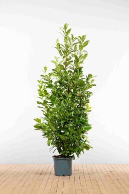 Prunus laurocerasus 'Rotundifolia' 200-225 cm - Pot