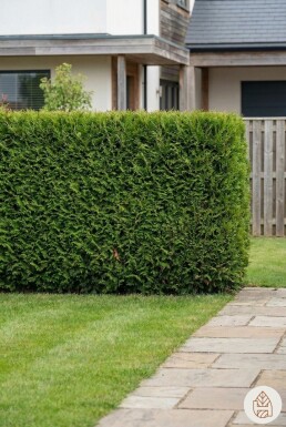 Thuja occidentalis 'Brabant' 200-225 cm - Pot