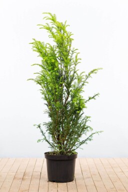 Taxus baccata 120-140 cm - Pot