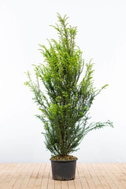 Taxus baccata 140-160 cm - Pot