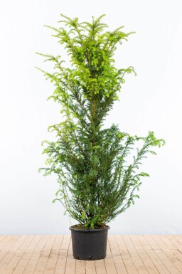 Taxus baccata 160-180 cm - Pot