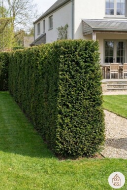 Taxus baccata 180-200 cm - Pot