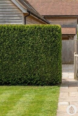 Thuja occidentalis Excelsa 150-175 cm - Pot