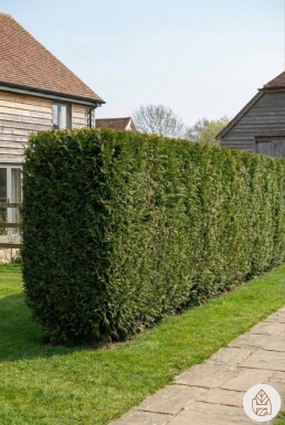 Thuja plicata 'Martin' 175-200 cm - Pot