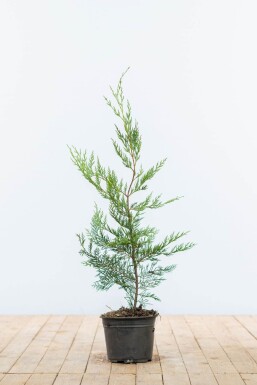 Cupressocyparis leylandii 60-80 cm - Pot