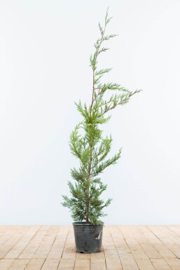 Cupressocyparis leylandii 80-100 cm - Pot