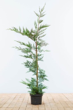 Cupressocyparis leylandii 100-125 cm - Pot