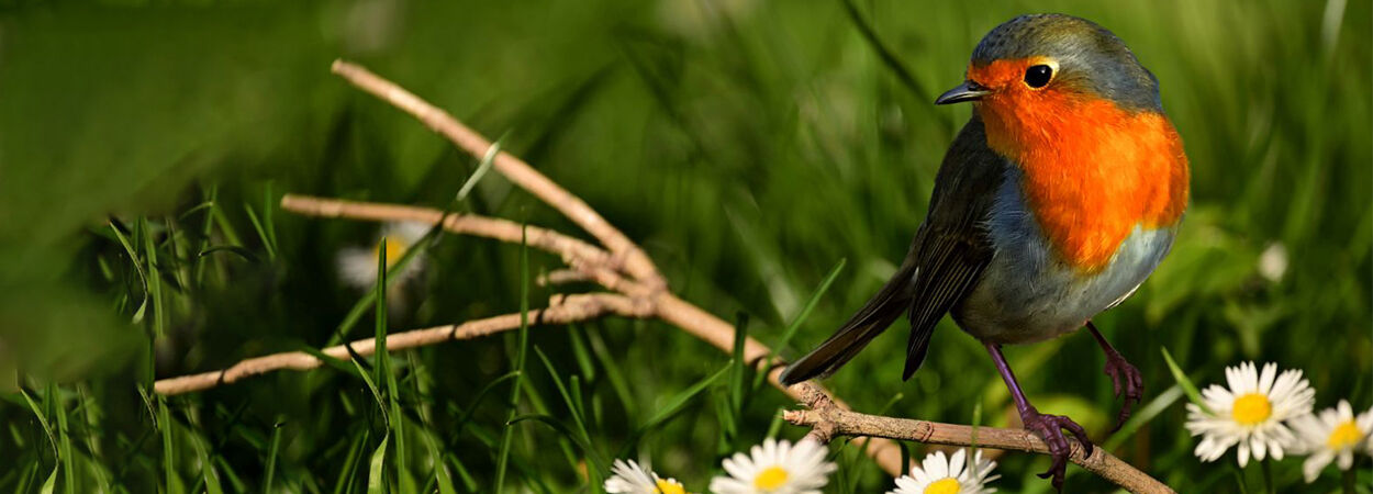 Turn your garden into a bird paradise