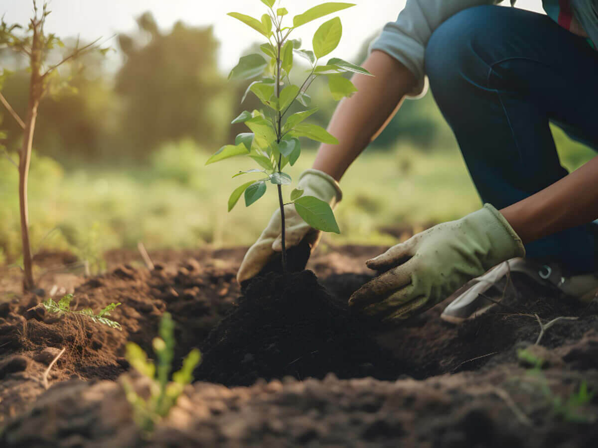 When can you plant garden plants and trees?