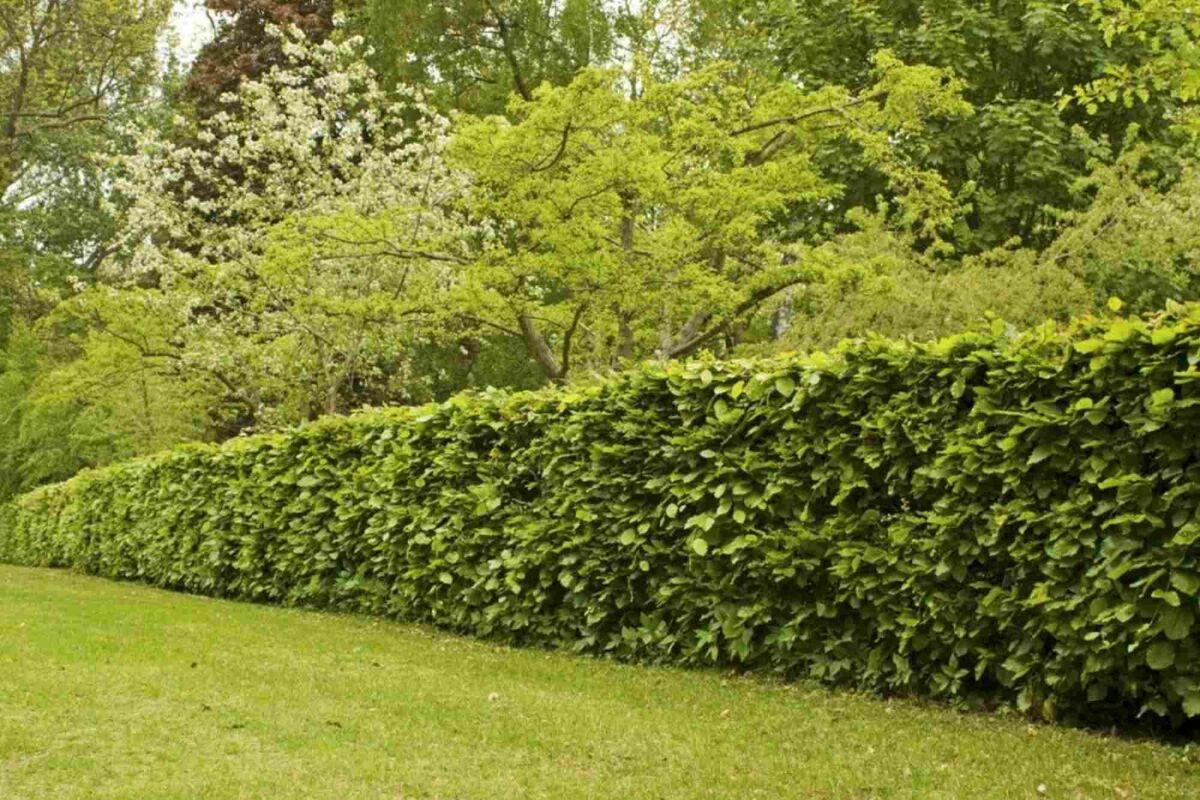Pet-friendly plants and hedges: inspiration for a safe garden image
