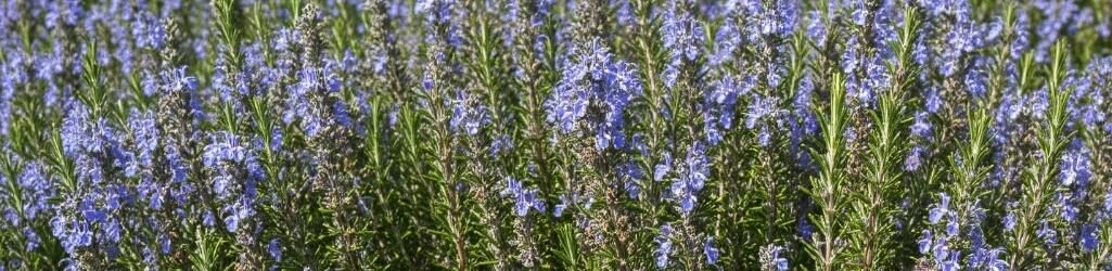 Create your own Tuscan garden: Plants and tips for a Mediterranean feel image