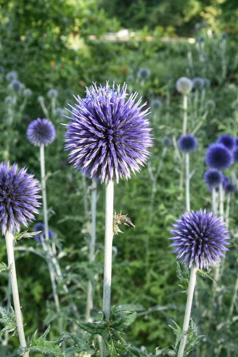 Top 5 Drought-Tolerant Plants in August image
