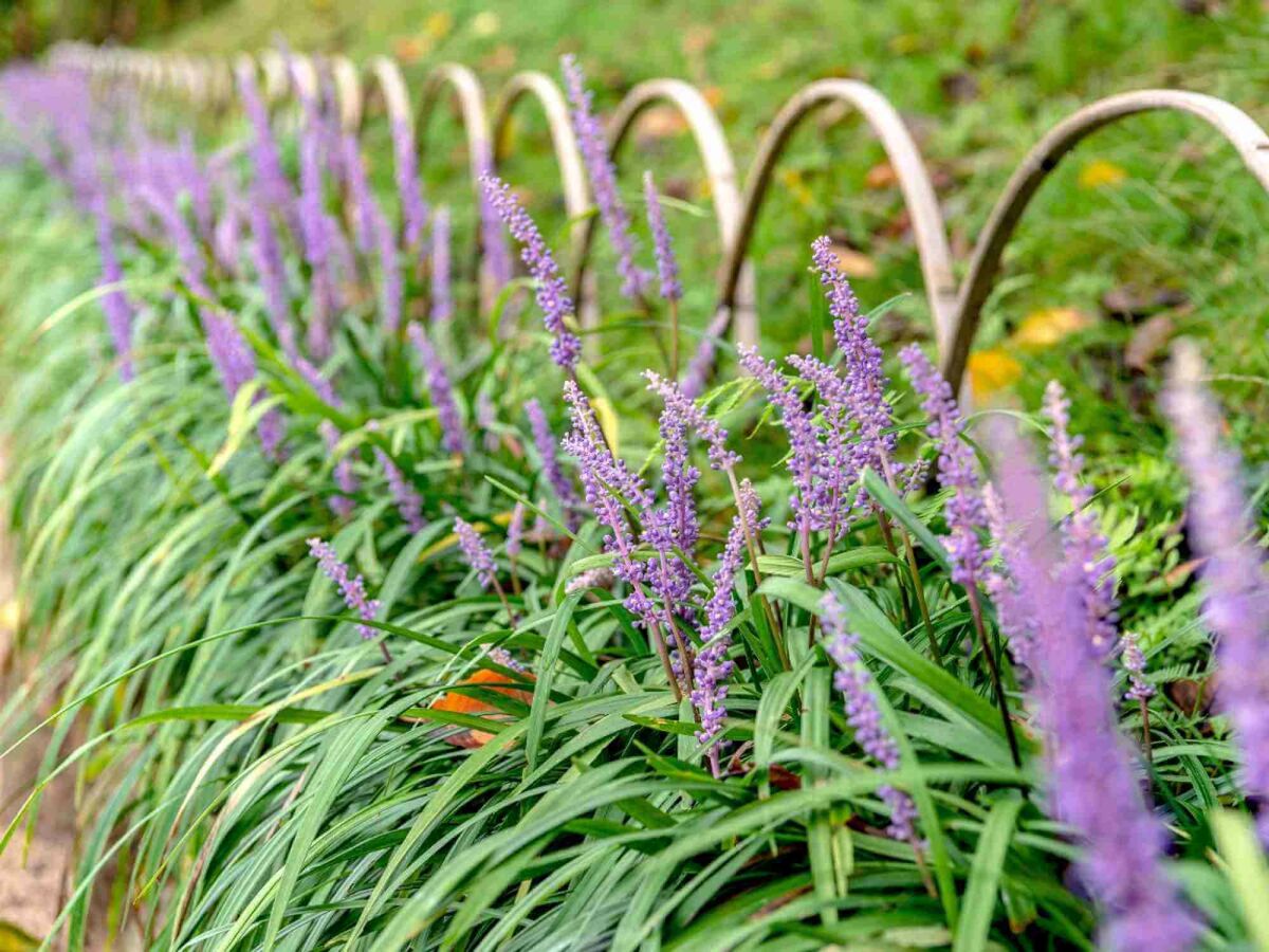 Top 5 Late Bloomers for a Colourful Garden into Autumn image