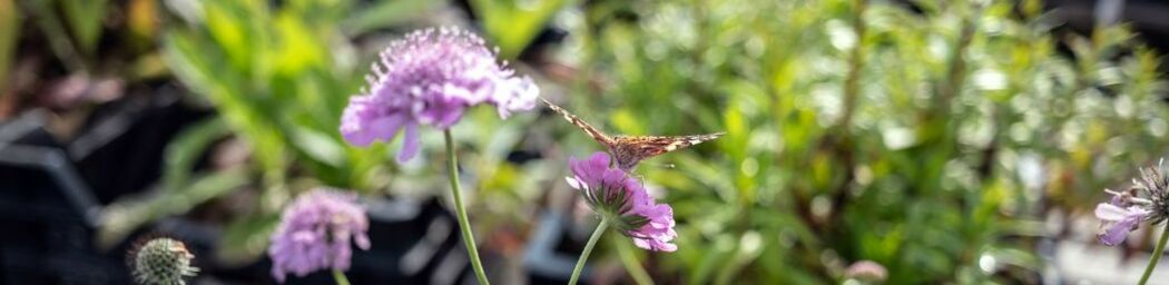 Top 7 Plants for Bees and Butterflies image