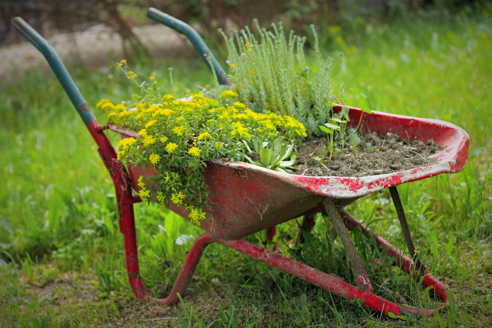 Are weeds actually unwanted?