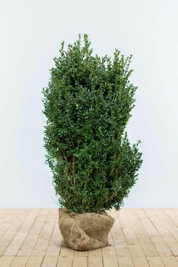 Buxus hedge