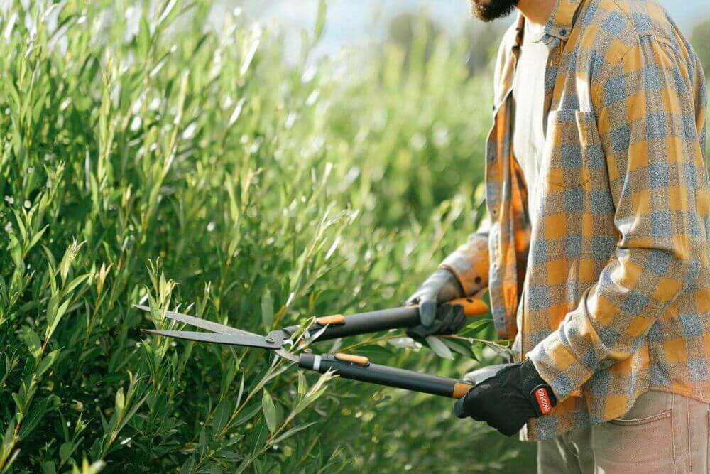 Which garden tools do you use for hedge plants?