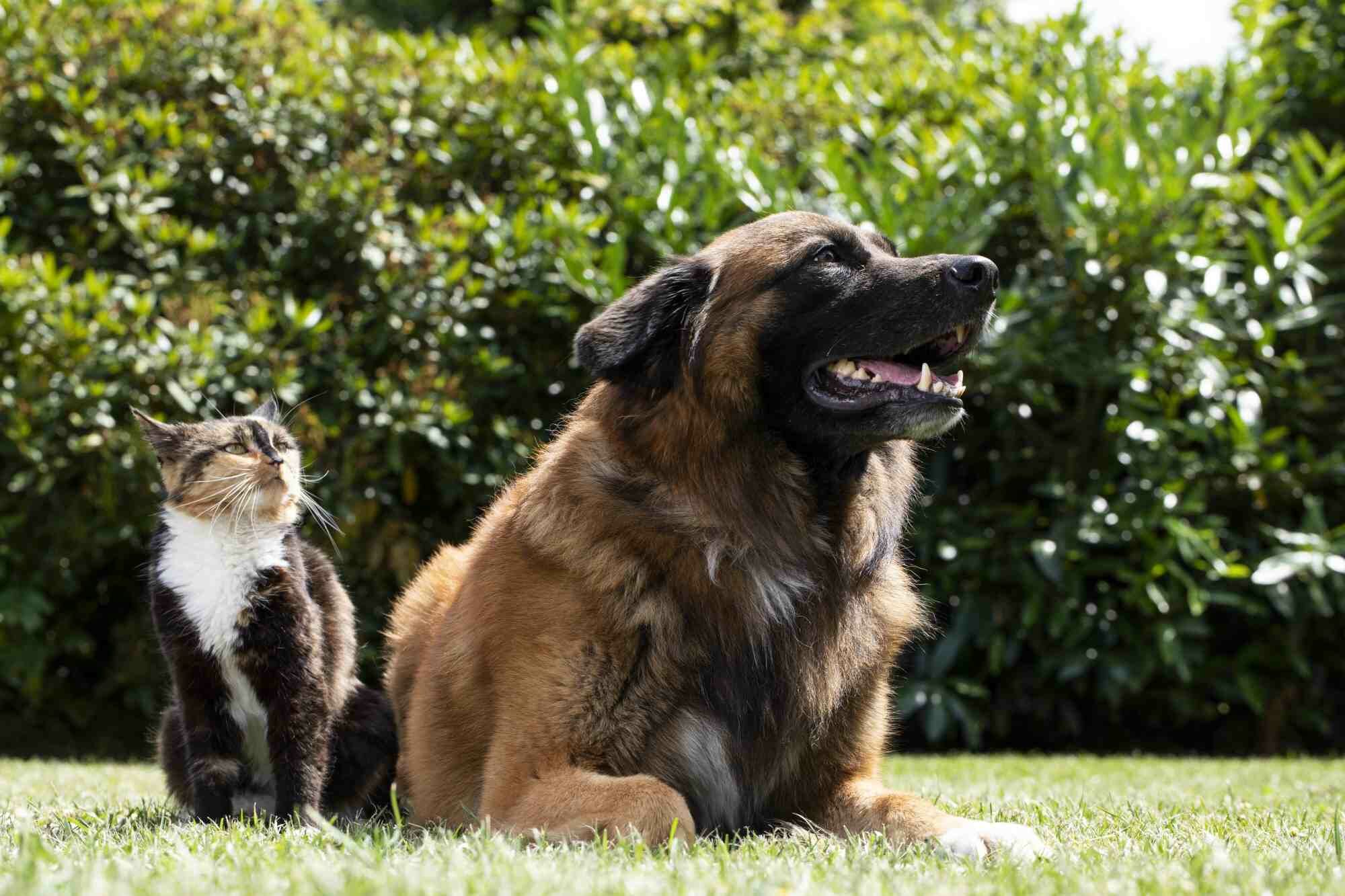 Pet-friendly plants and hedges: inspiration for a safe garden
