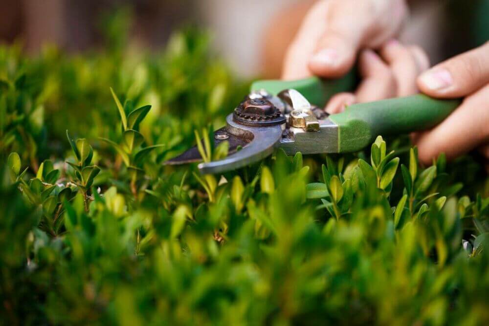 Hedge plants in summer