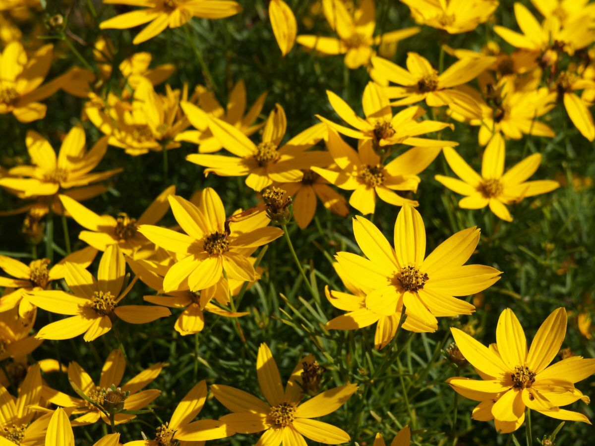 Top 7 Prairie Plants for a Natural Garden image