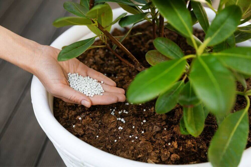 How to care for potted hedgeplants