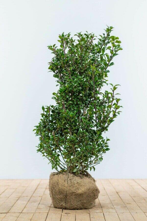 Ilex 'Heckenpracht'