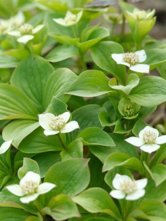 Ground covers