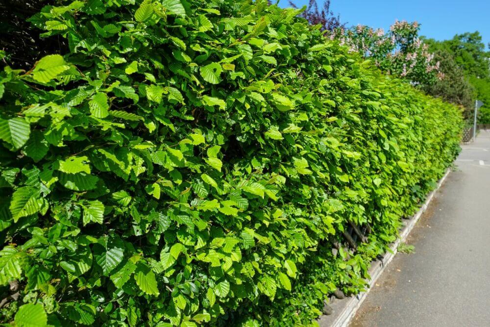 Find the differences between the hornbeam and beech hedge