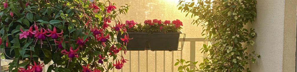 Small space, big impact: how to design a green balcony image