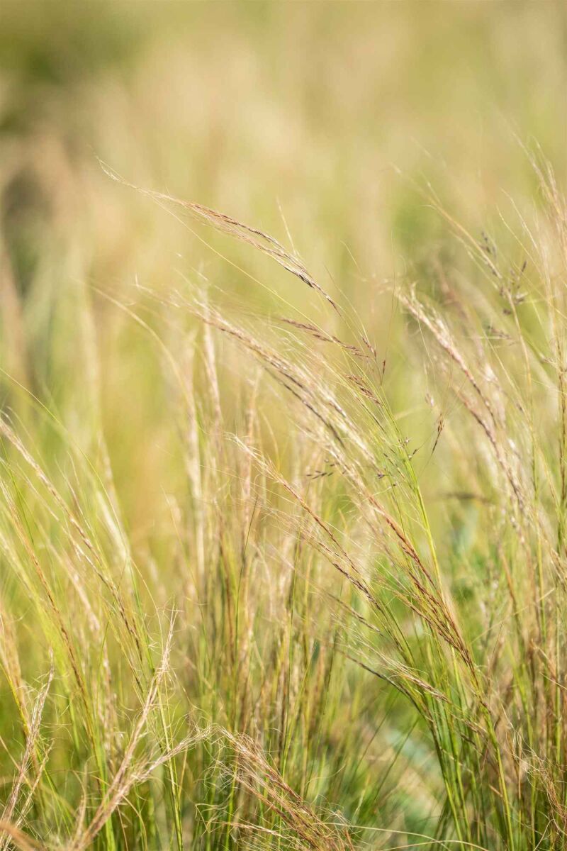 Top 5 Drought-Tolerant Plants in August image