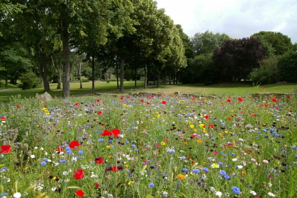 Skip mowing your garden in May