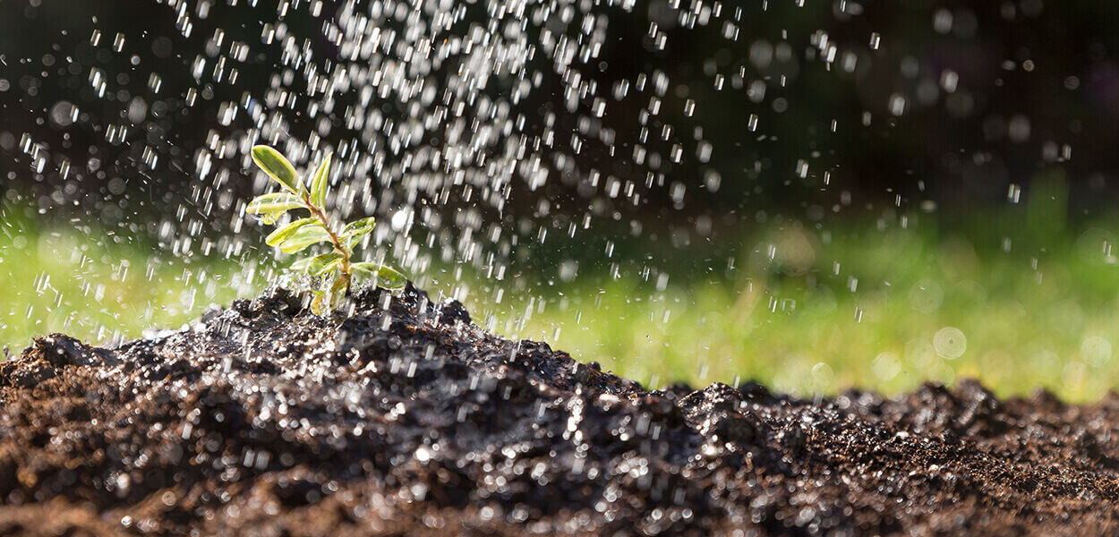 Good, healthy soil is the foundation