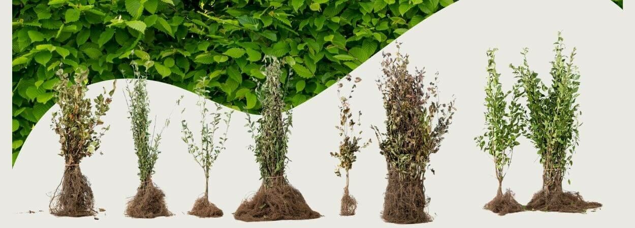 Planting bare root plants: what are the benefits and how do you do it?