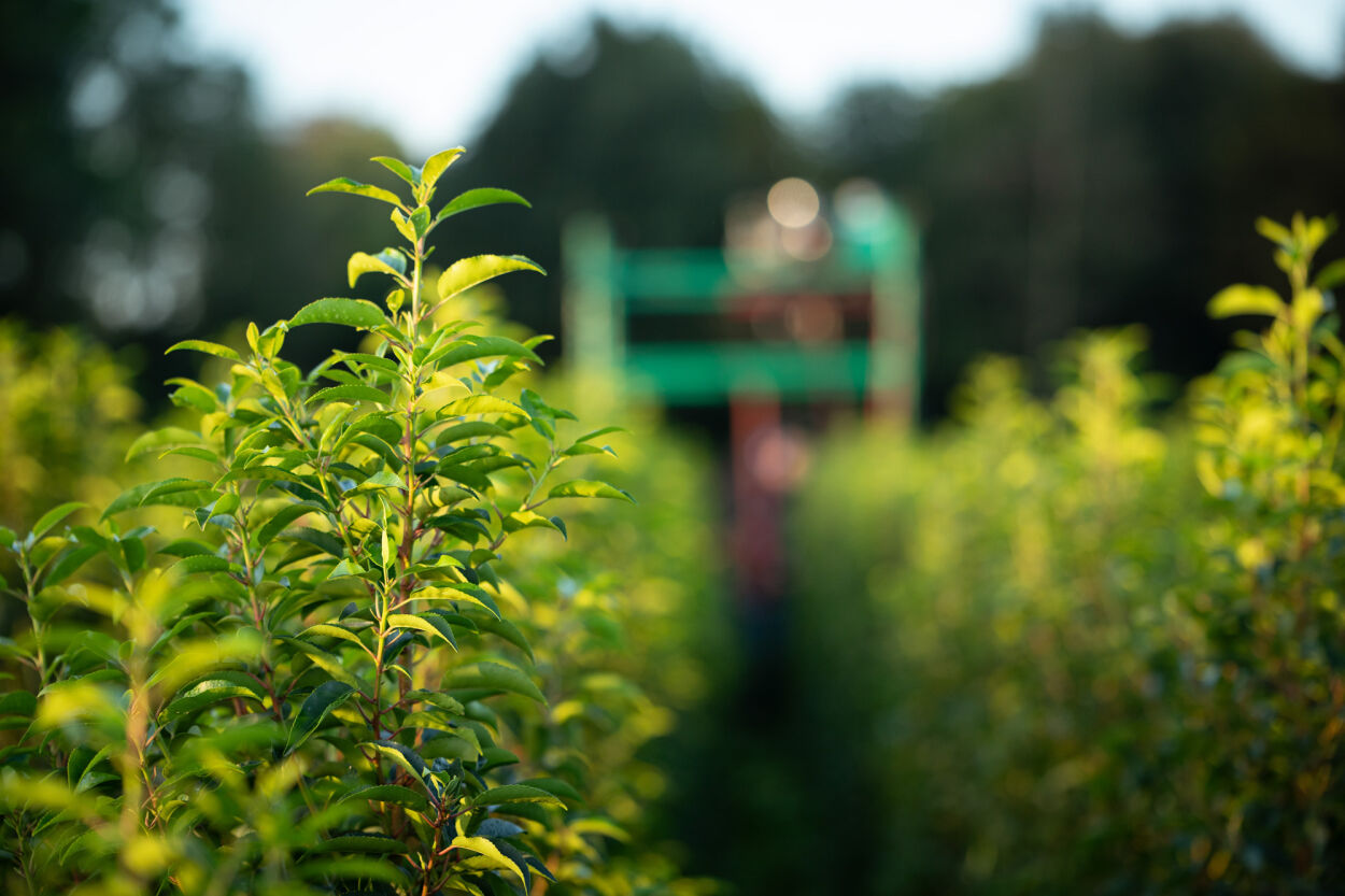 Hedge plants online