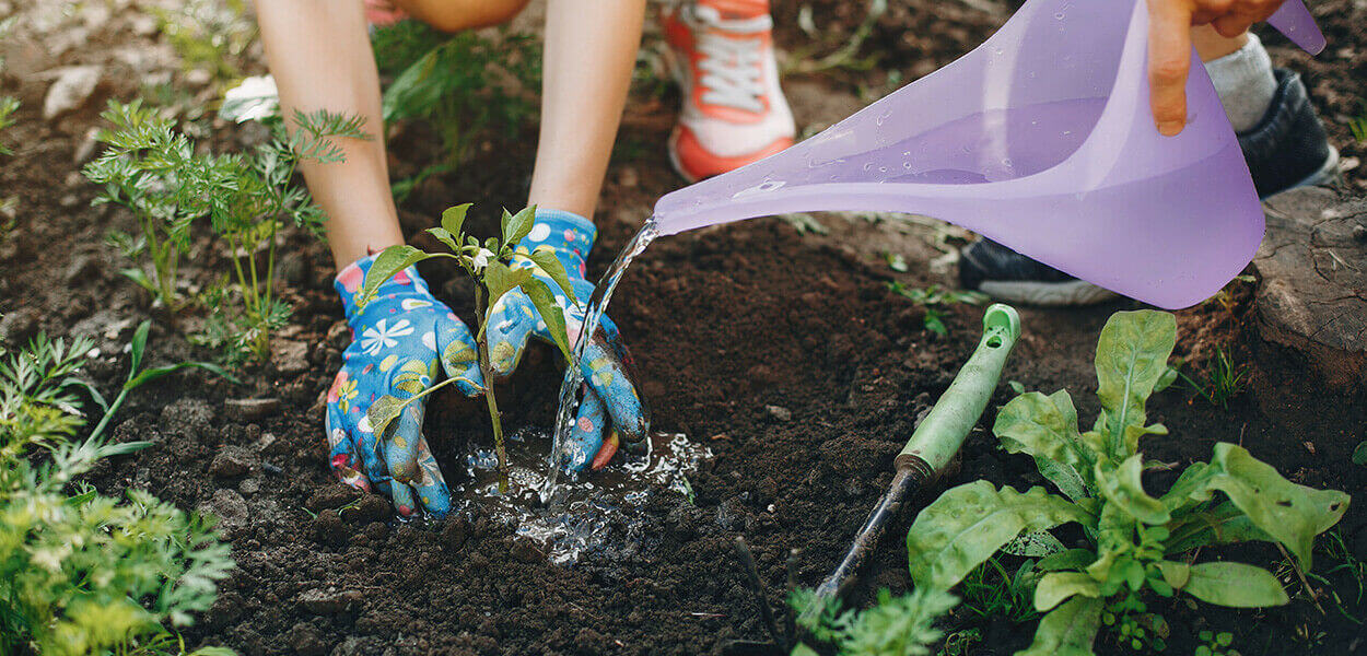 Step-by-step plan for planting garden plants, shrubs and Mediterranean plants in the open ground