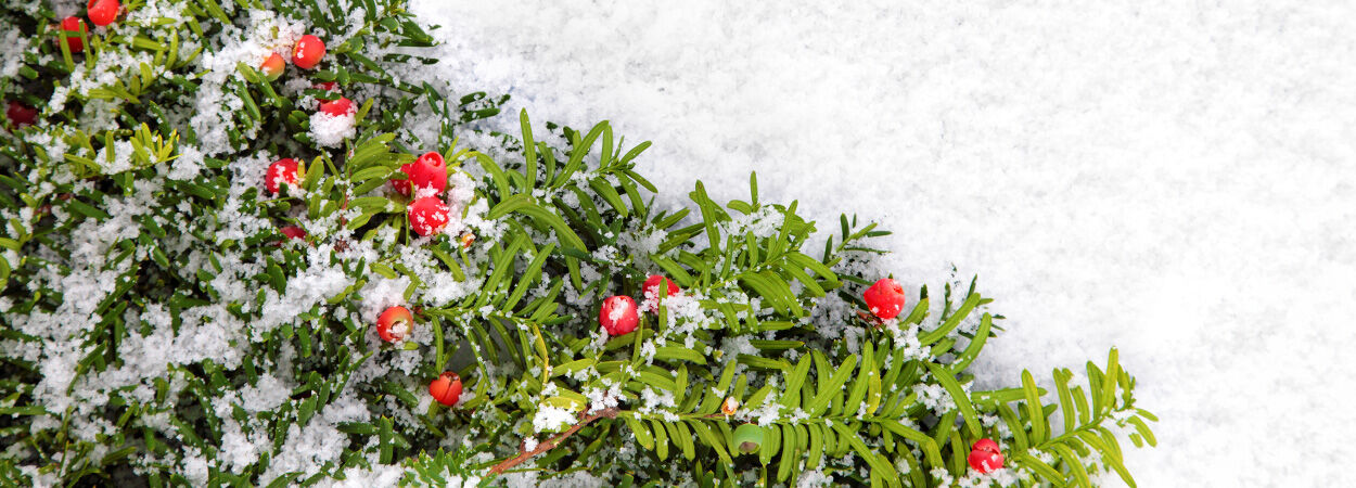 Hedges as Christmas trees