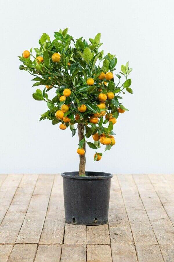 Calamondin orange tree